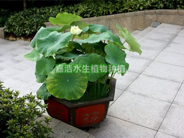 盆栽荷花__产品展示_生态浮岛_荷花种苗,芦苇苗批发价格低_荷花种植